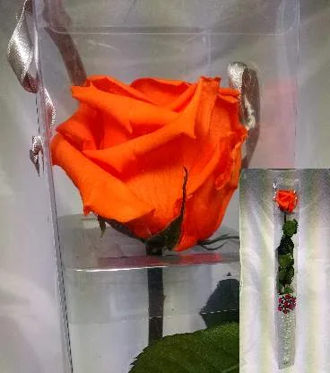 Rosa Naranja Eterna