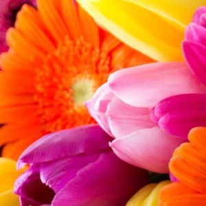 Colorful bouquet of Gerbera flowers and Tulips close up background