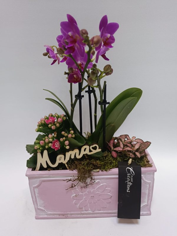 Composición de planta variada
