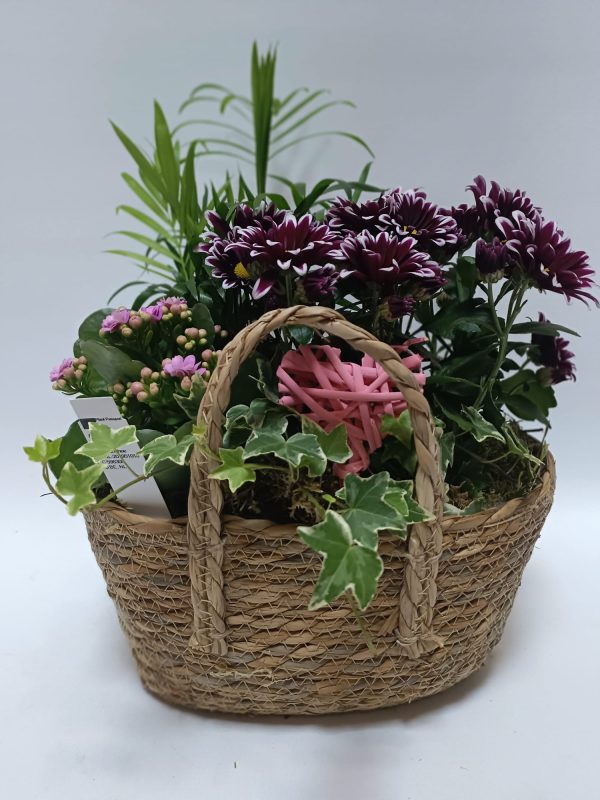 Composición planta variada interior